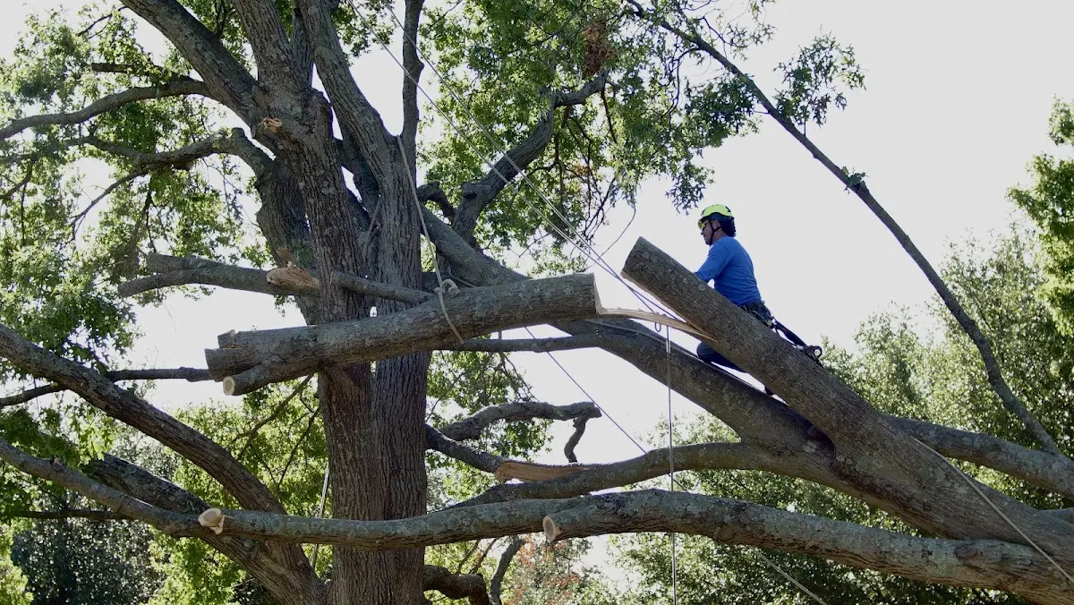 Professional Crown Thinning performed by certified arborists in Robeline