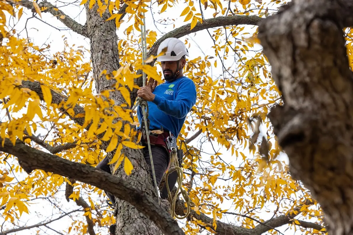 Skilled Tree Trimming crew working in Robeline